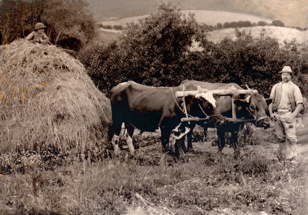 Haystack with child 
on top, his oxen, and Joseph on the far right.