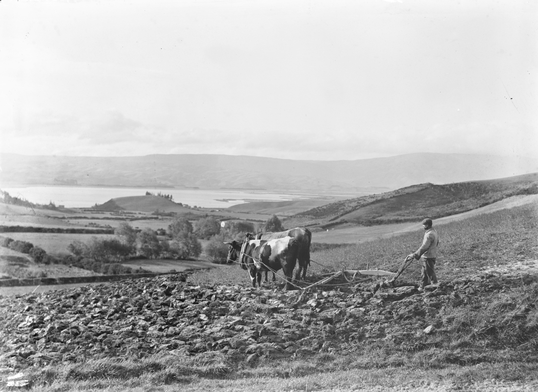 Joseph Bungard  
ploughing. Lake Waihola in background.