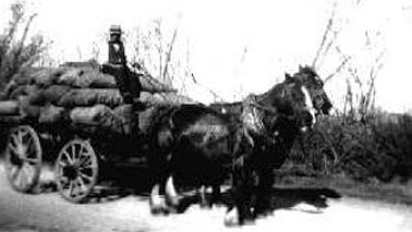 Albert
Schimanski with a tractor-load of potatoes