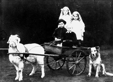 Four 
Schimanski children in a cart pulled by Billy the goat