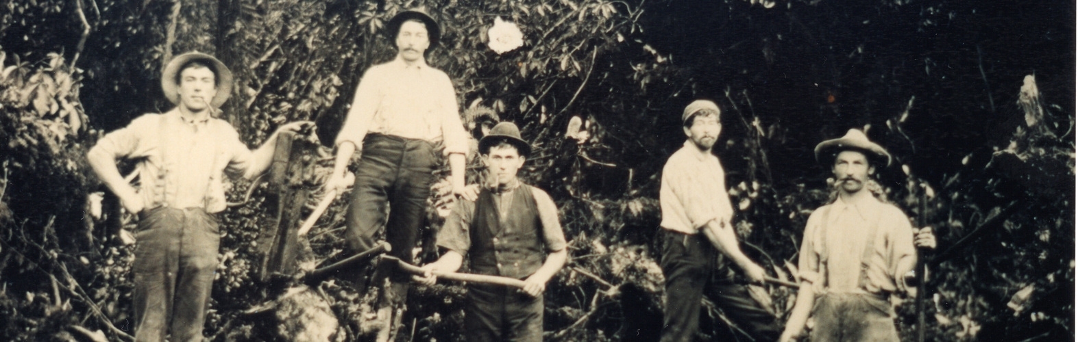 slice of five 
bushfellers deep in the Taranaki bush