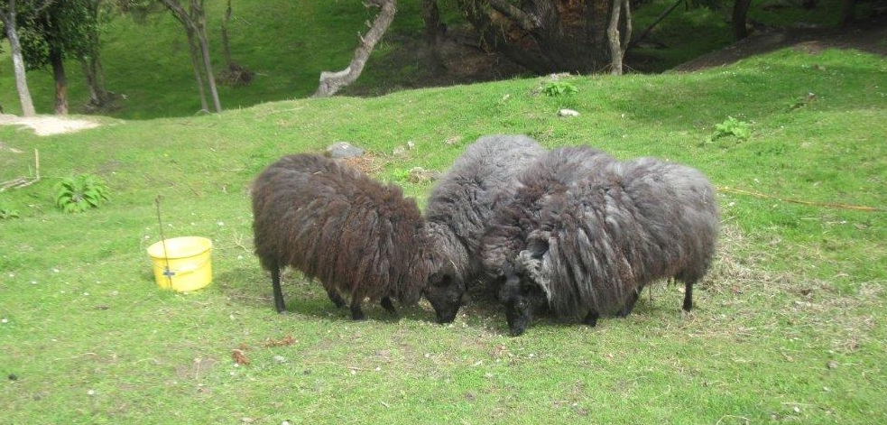 The four Scottish  
Gotland sheep