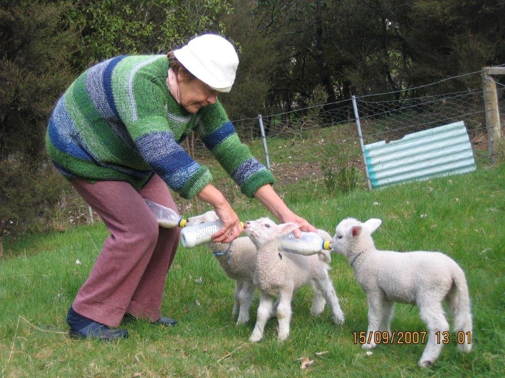Ela feeding three 
lambs at once, with two bottles in her hands and a third between her knees