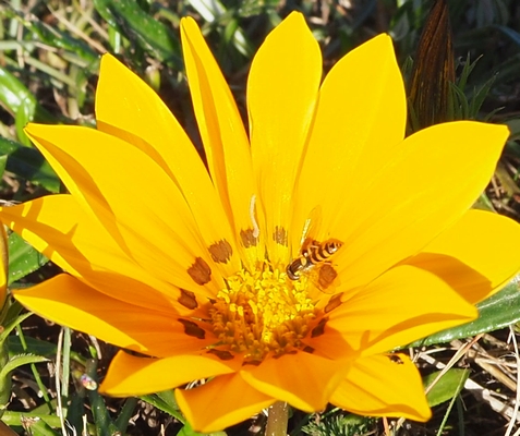 A close-up of the gazania, with bee 
leaning in for a feed