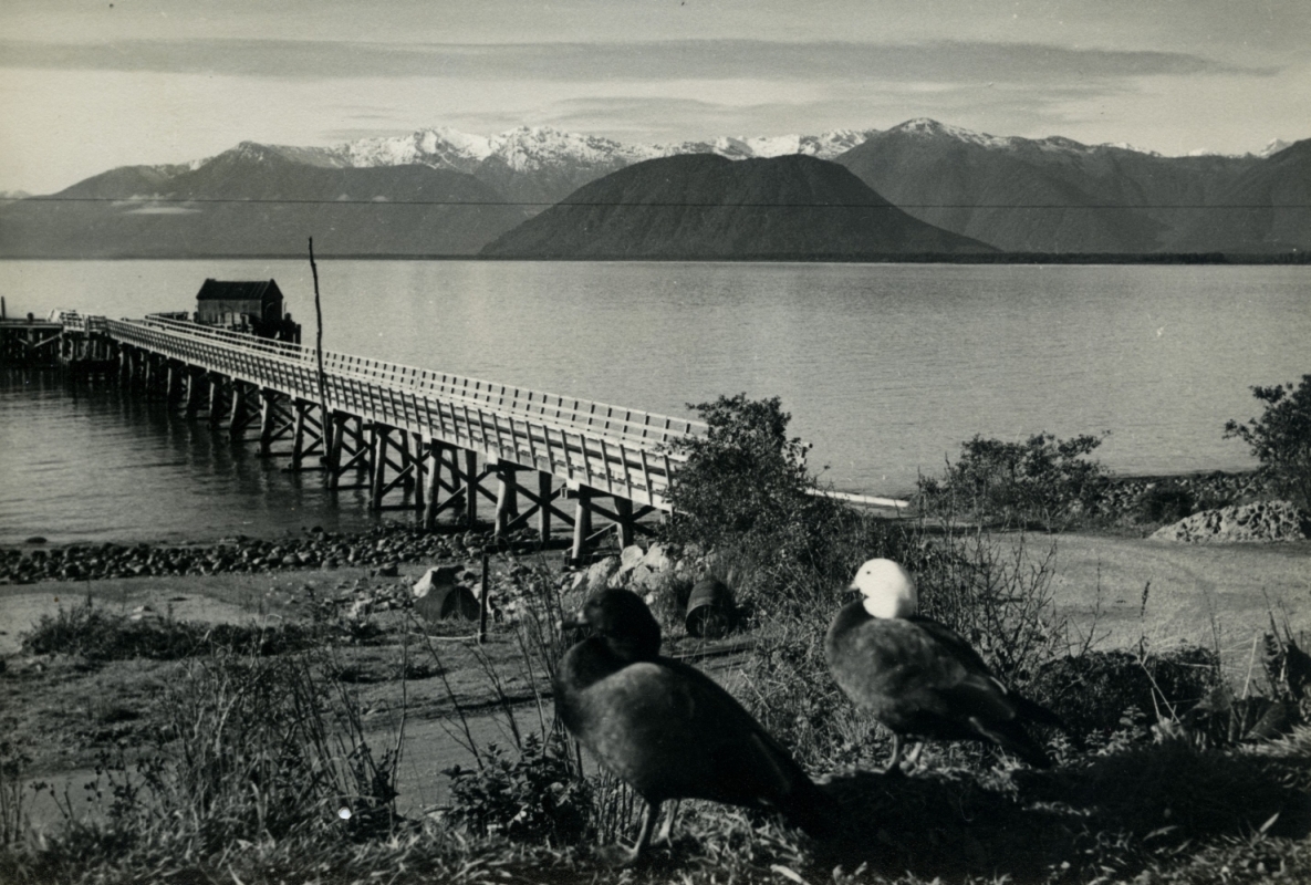 Jackson Bay jetty circa 
1960