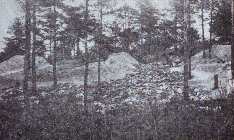 a grainy, black and 
white wide shot of a few scrawny trees with a depression of unclear exhumed corpses