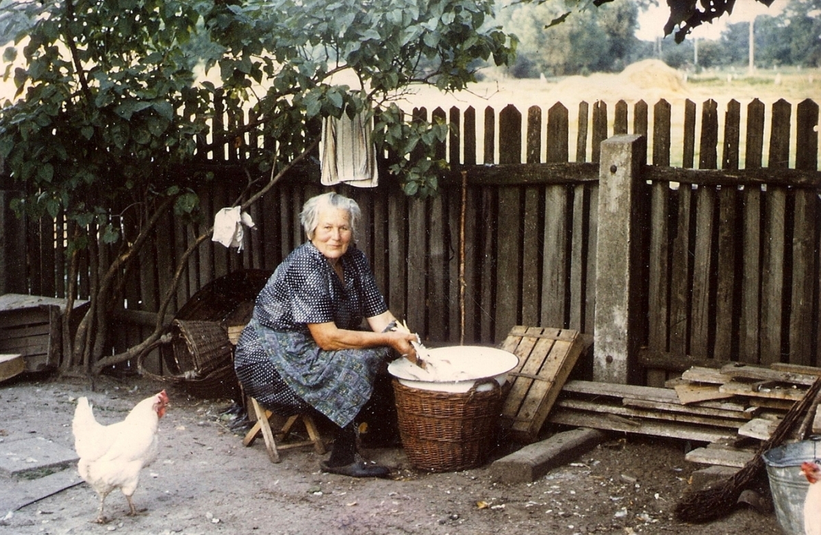 A handsome woman with 
white hair and in a blue dress, smiles to the camera as she sits under a tree against the fence, plucking a white chicken 
over a white bowl resting on a basket. Another white chicken looks on, and another one is just visible in the front right.