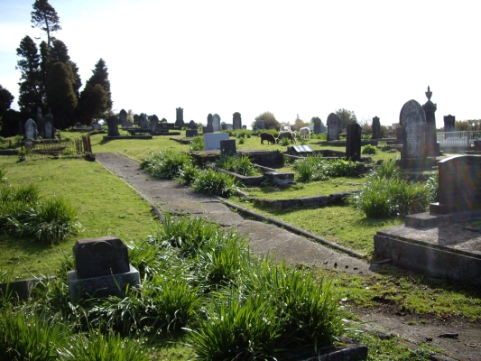 Midhirst 
cemetery with sheep grazing in the background