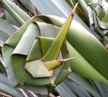 A flax leaf knitted into a 
flower shape