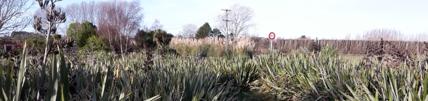 Scene of flax along a  
Marshland road