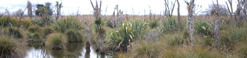 Scene of swamp in Ōtukaikino 
Reserve