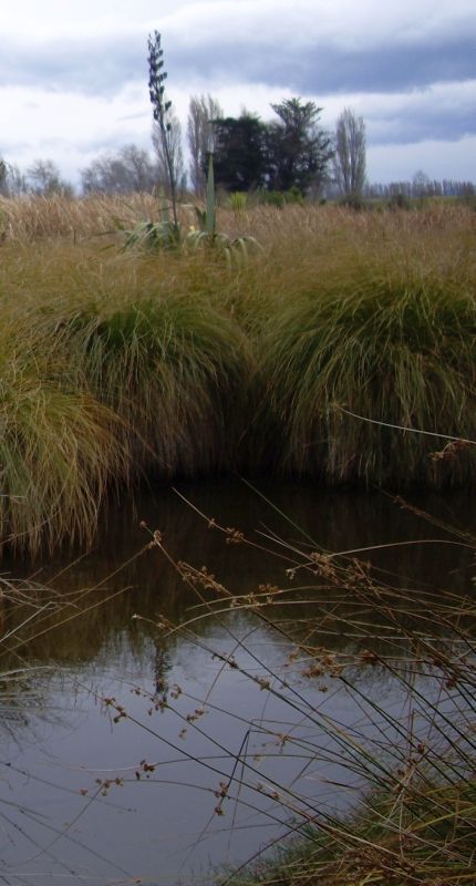Image of carex and water from 
Ōtukaikino Reserve
