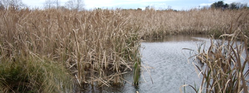 View of swamp 
pool surrounded by grasses