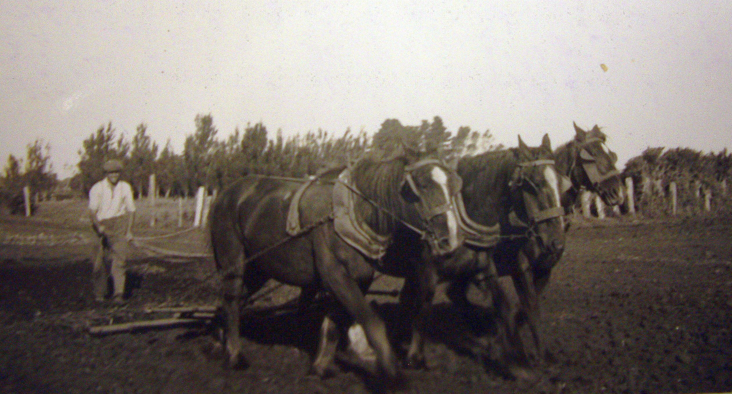 Farmer driving 
three horses in a paddock