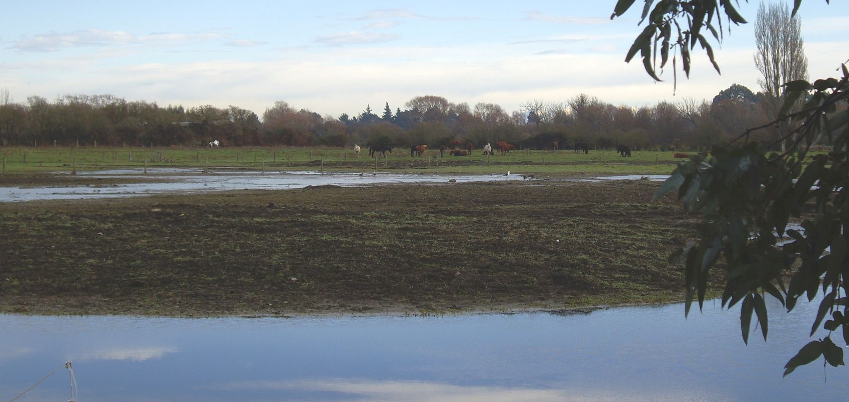 View of a 
boggy paddock, pools in the foreground and horses grazing in the distance.