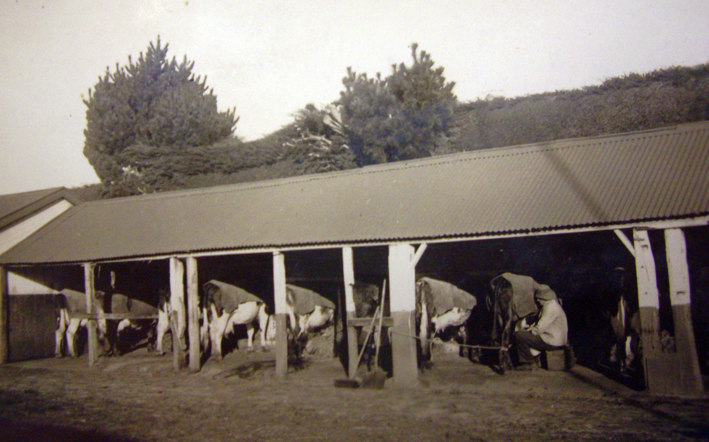 View of an open 
cowshed with someone milking a cow.