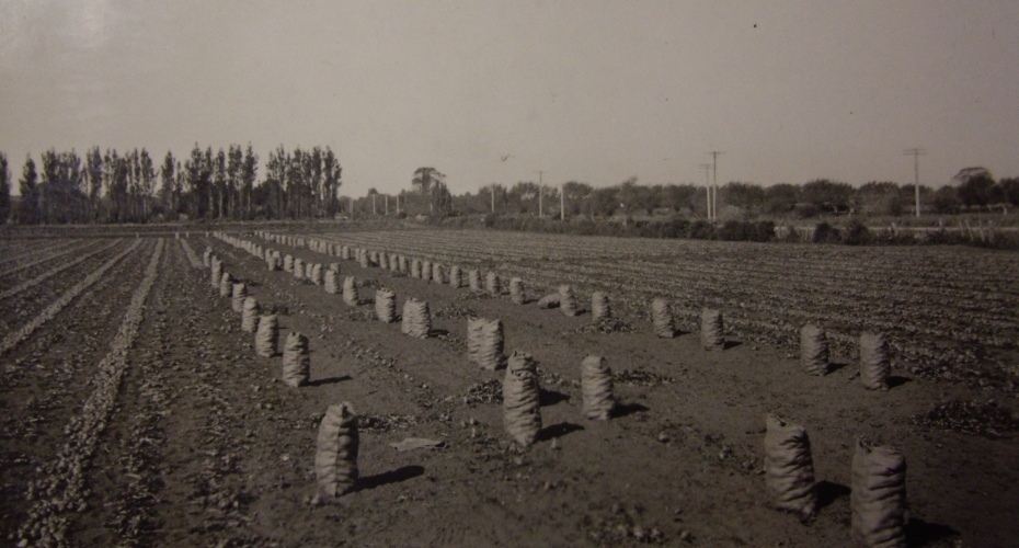 A field of 
onions in neat rows