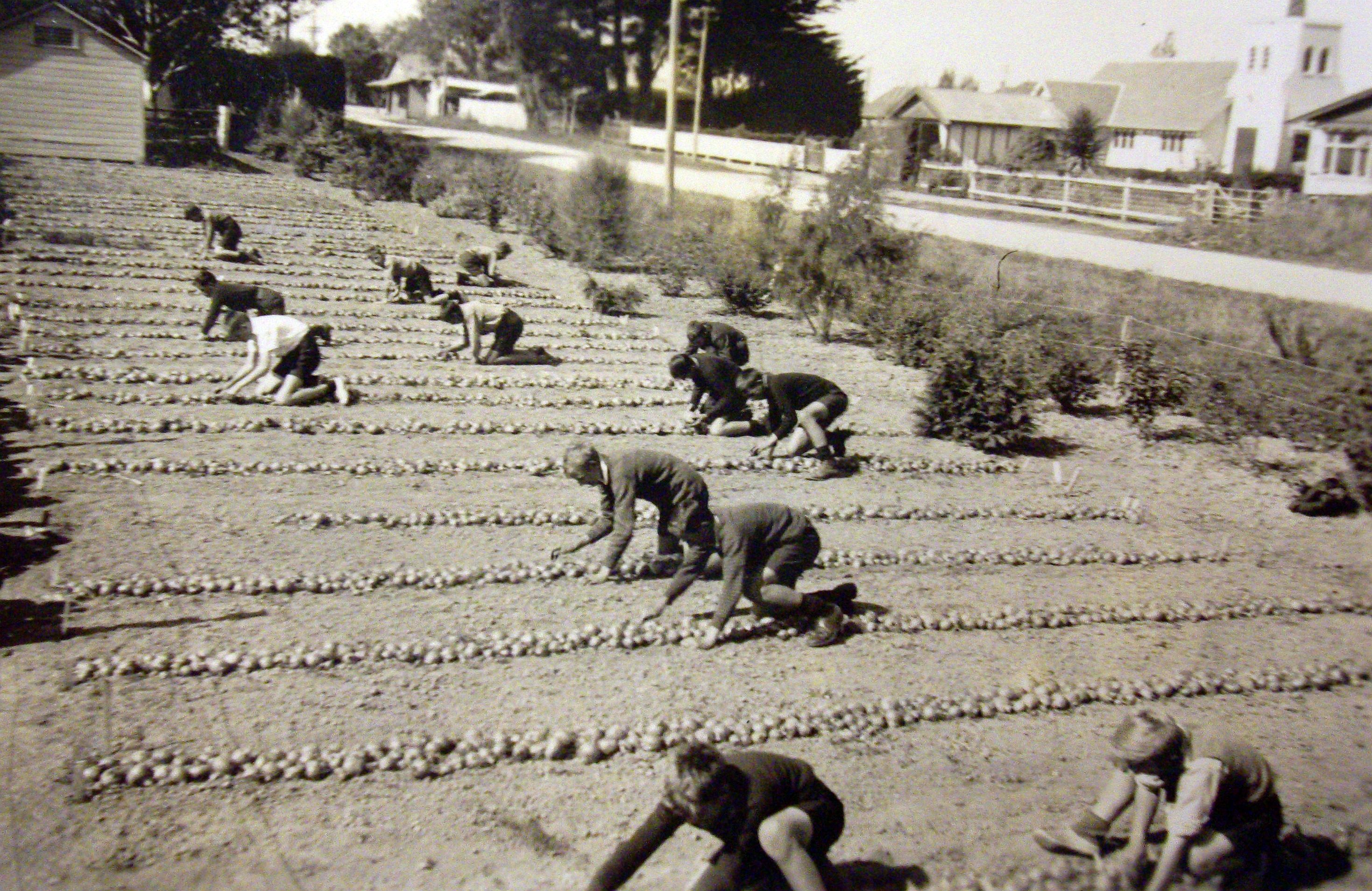 Marshland 
schoolboys in a paddock tending onions