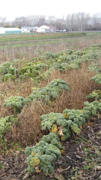 View of the 
paddock with broccoli