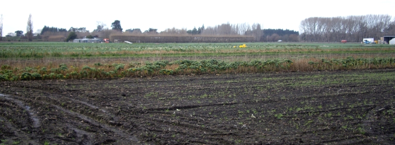 View of the 
paddock on the Vegeland corner of Marshlands and Mairehau roads