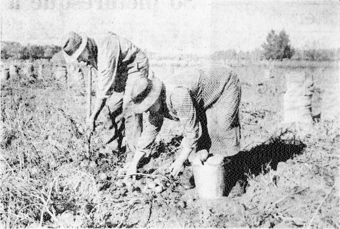 old 
   newspaper pic of two people bending over to harvest in a field