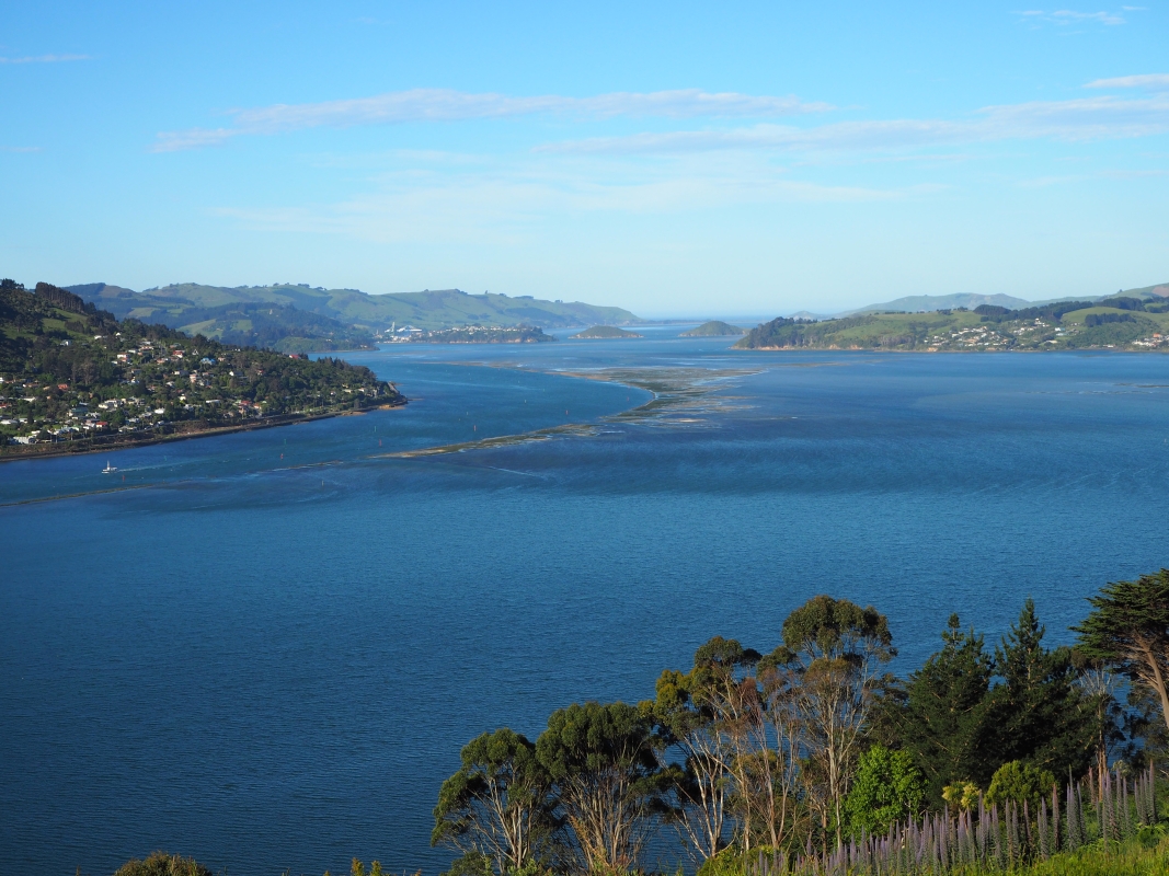 View down the Otago 
harbour, from Bożena's balcony.