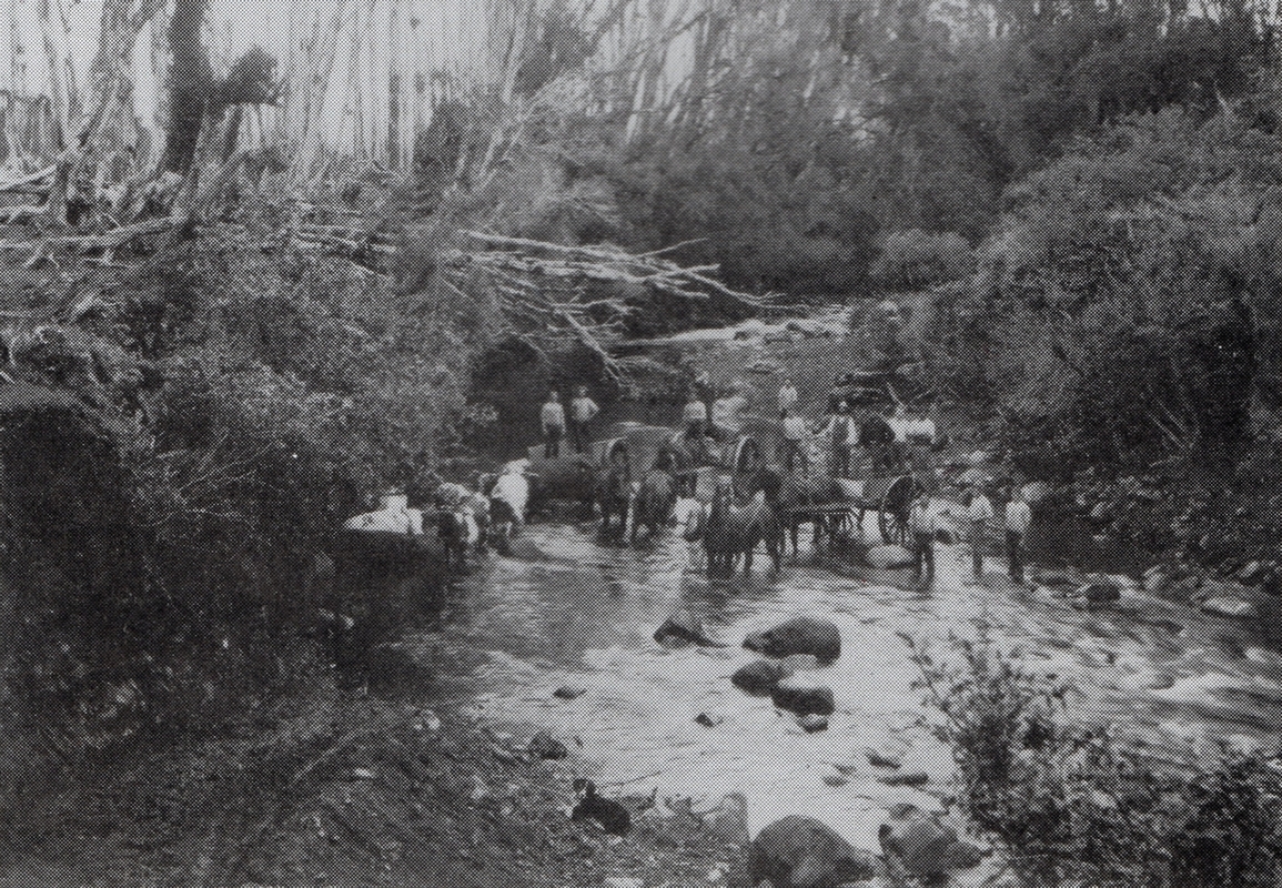 Black and white 
photograph of bullock and horse teams, and 12 men, in a rocky part of the river.