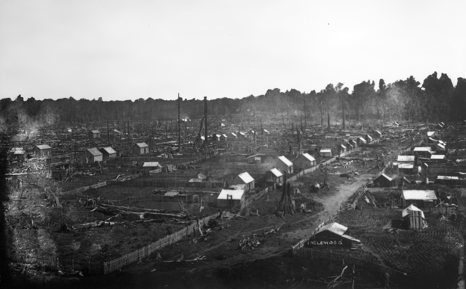 A continuation of the 
previous photograph of early Inglewood. Two rows of little huts from the foreground line the stump-filled area between them. 
The only reason one realised this will be a 'road' is because of the fencing. SOme really tall tree stumps between the 
foreground huts, and others farther back.