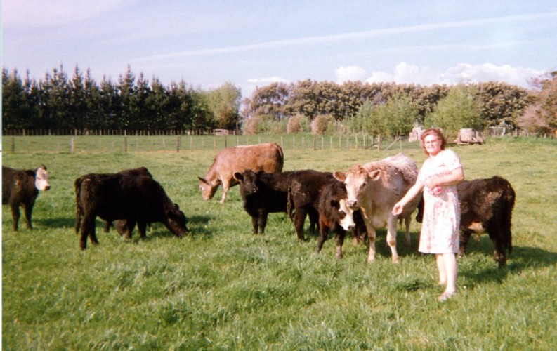 Wisia Watkins 
feeding the heifers on their Levin farm