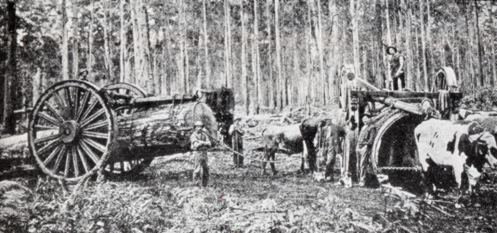 Against a background of trees, in the foreground are contraptions with wheels one and a half times the height of a man in the photograph. The left hand side of the photograph shows one log in the junker, and on the right, a bull seems to be pulling another one towards the camera.